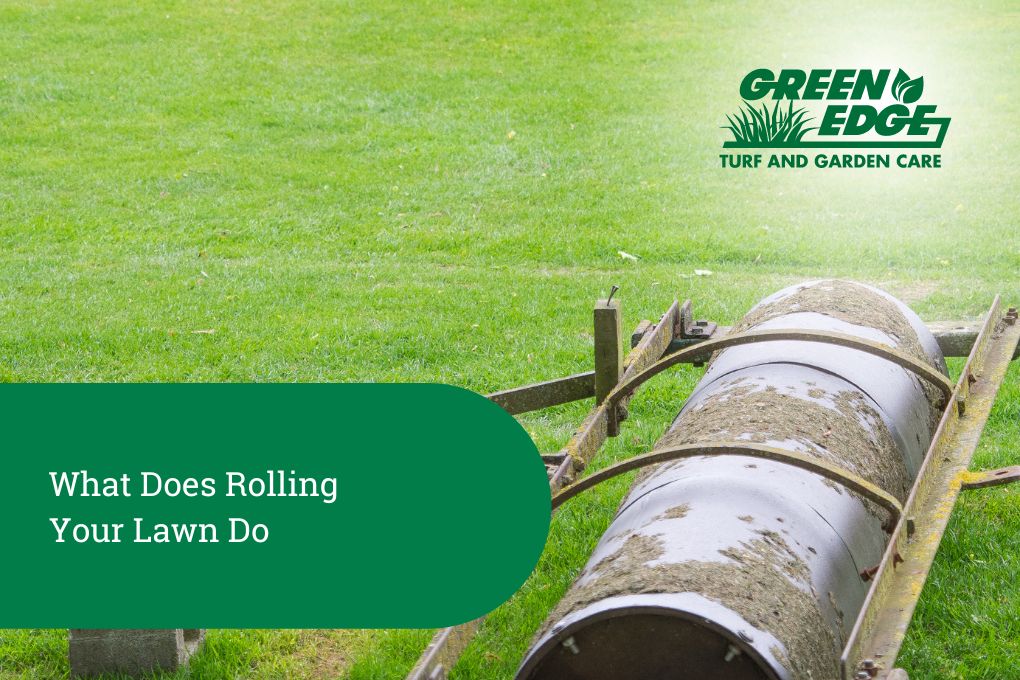 What does rolling your lawn do